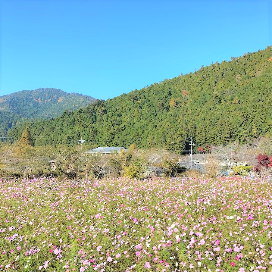 三千院の美しい紅葉と可愛らしいわらべ地蔵は必見