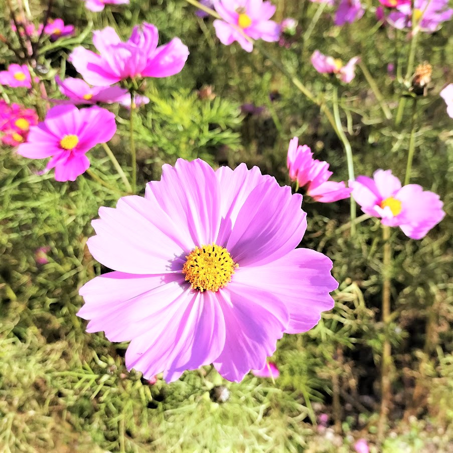 三千院の美しい紅葉と可愛らしいわらべ地蔵は必見