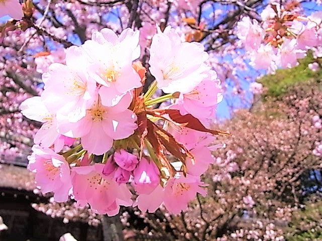 京都四季の花一覧