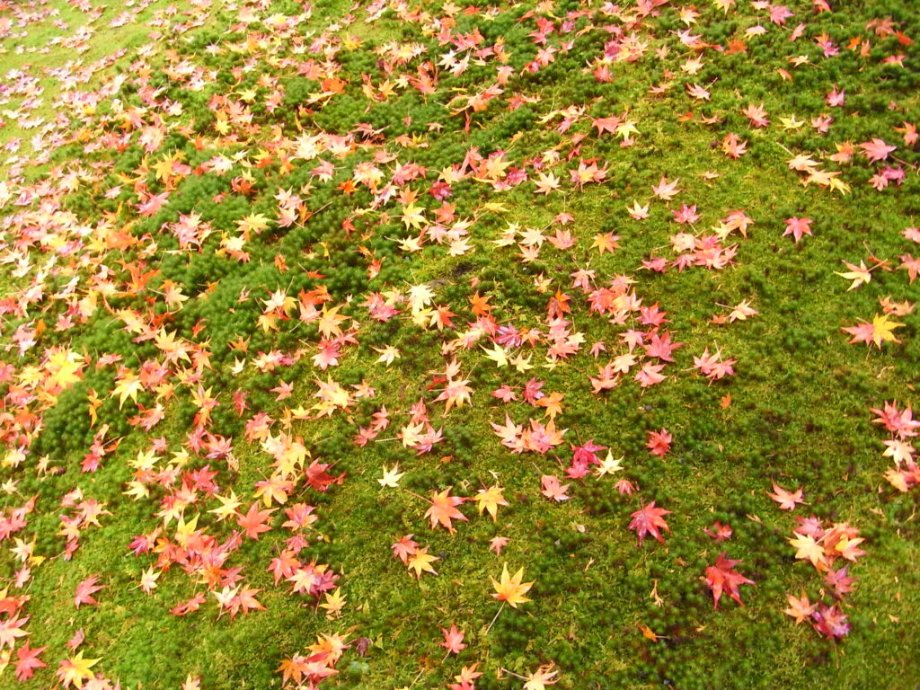 三千院の美しい紅葉と可愛らしいわらべ地蔵は必見