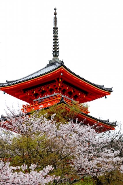 清水寺　桜