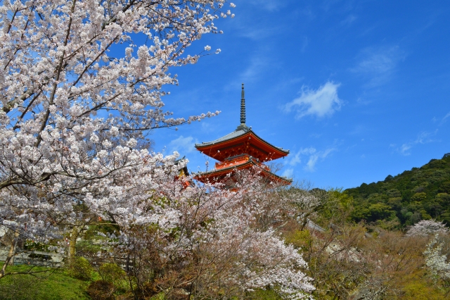 清水寺　桜