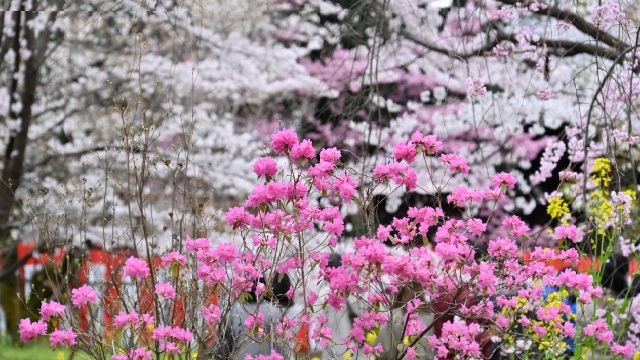 平ラ神社　桜