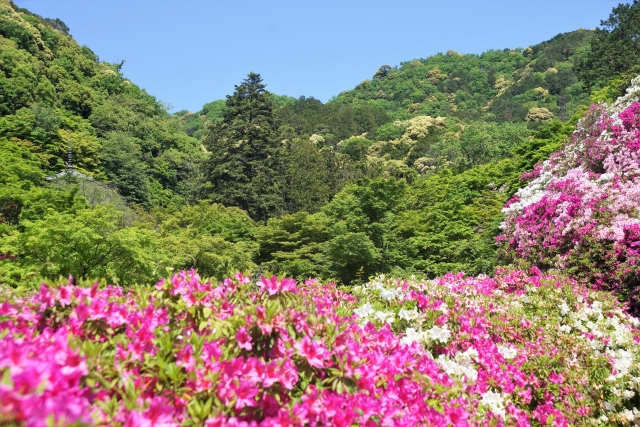 三室戸寺　つつじ