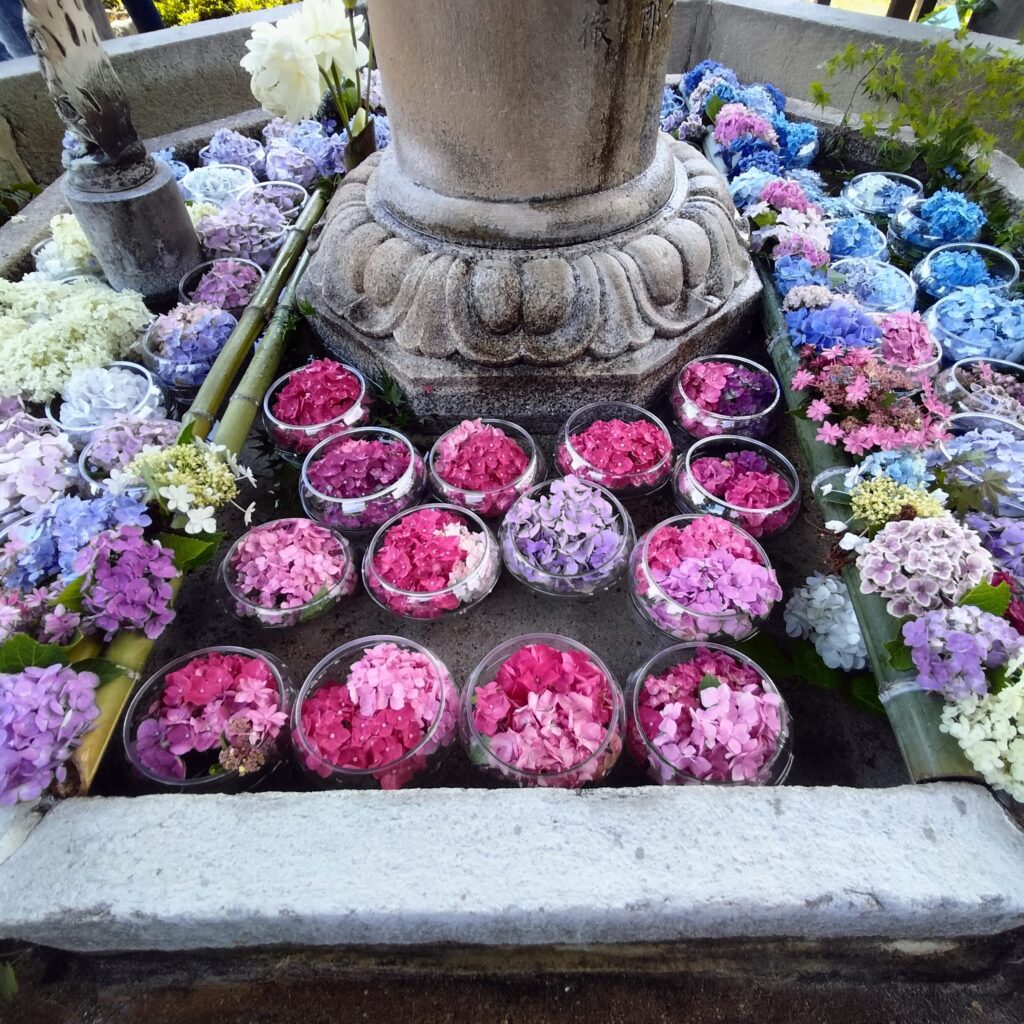 見頃は6月！京都屈指の美しい紫陽花を楽しめる三室戸寺@宇治