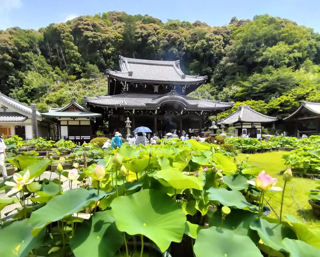 三室戸寺を彩る蓮園が美しい！250鉢の蓮の競演！