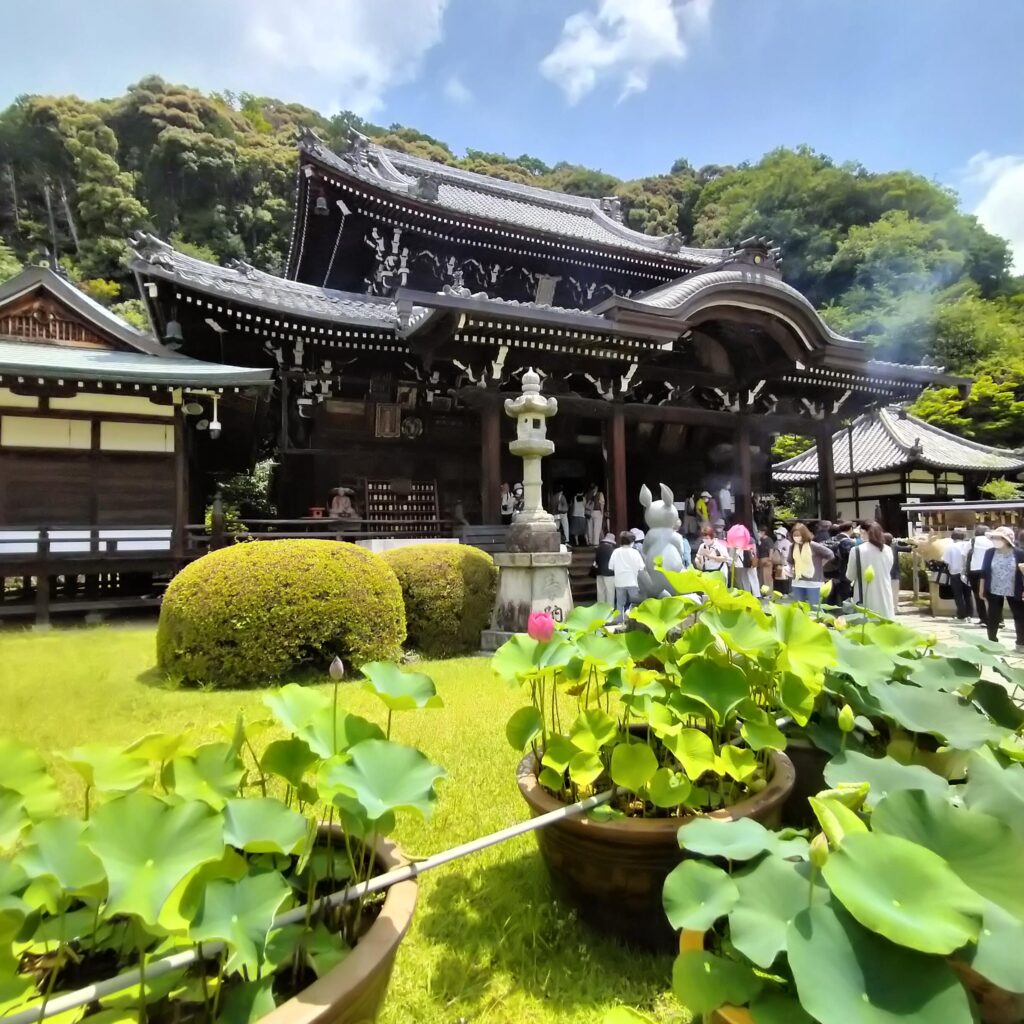 三室戸寺を彩る蓮園が美しい！250鉢の蓮の競演！