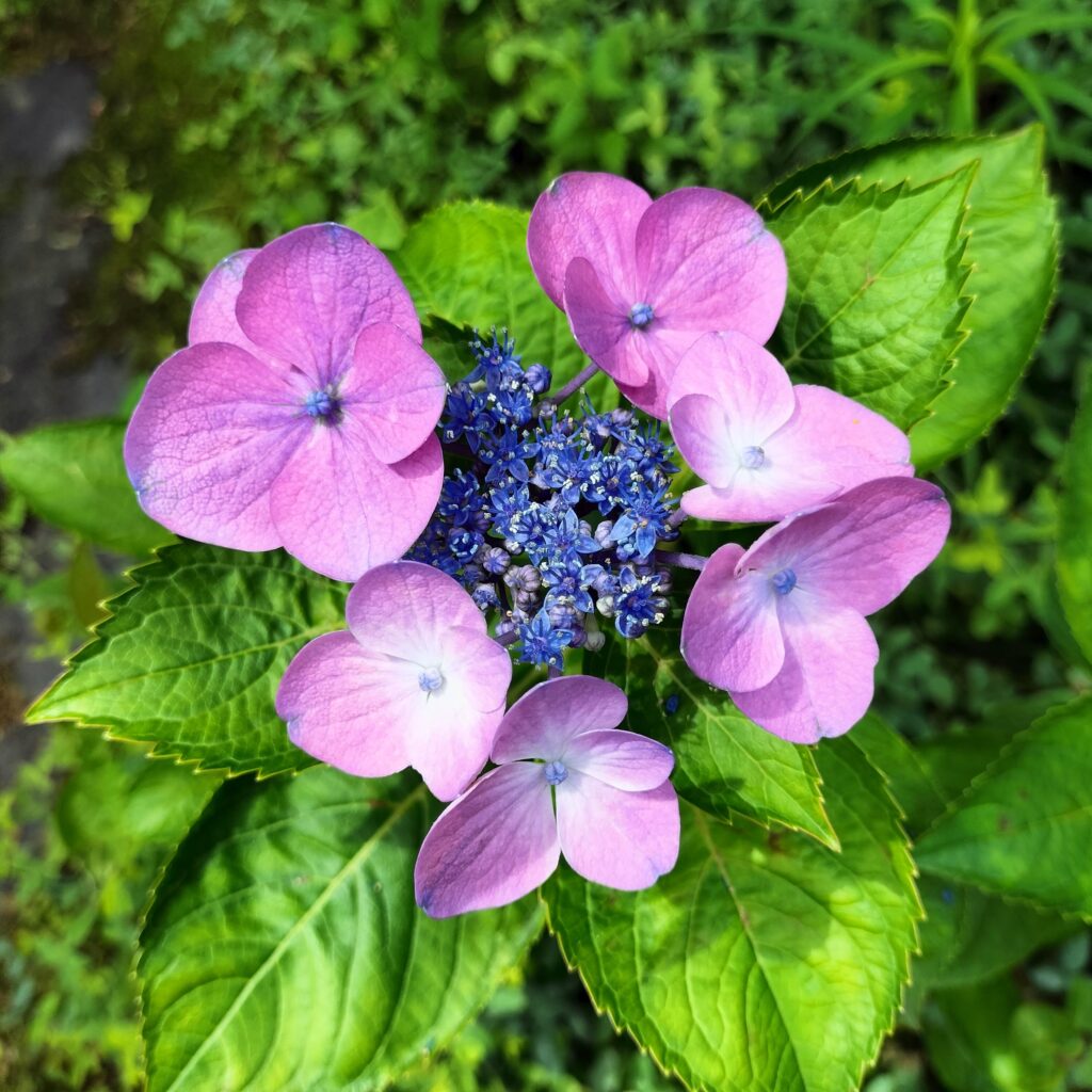 見頃は6月！京都屈指の美しい紫陽花を楽しめる三室戸寺@宇治