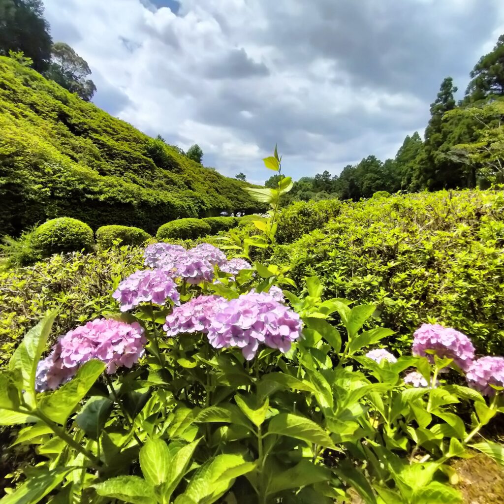 見頃は6月！京都屈指の美しい紫陽花を楽しめる三室戸寺@宇治