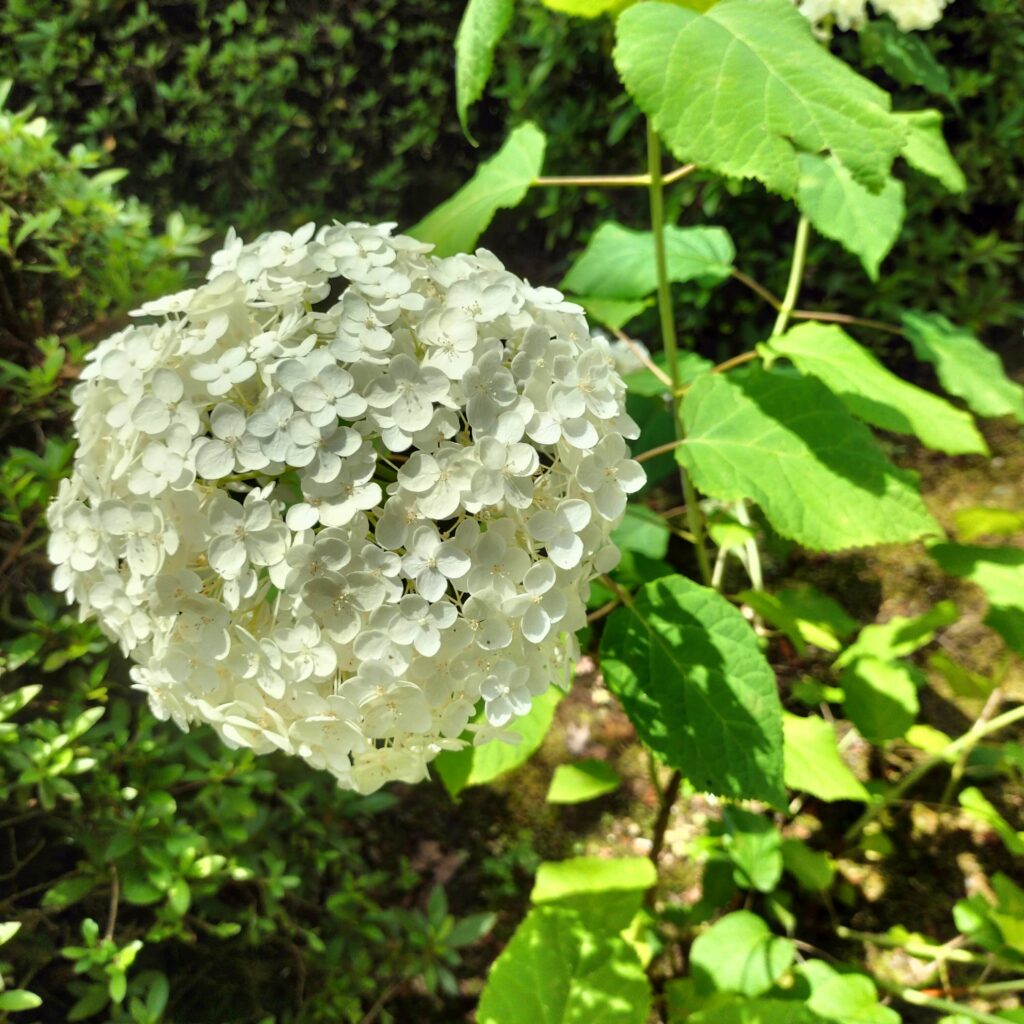 見頃は6月！京都屈指の美しい紫陽花を楽しめる三室戸寺@宇治