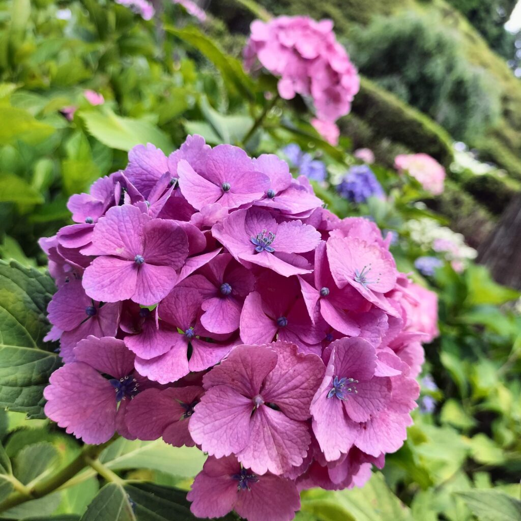 見頃は6月！京都屈指の美しい紫陽花を楽しめる三室戸寺@宇治