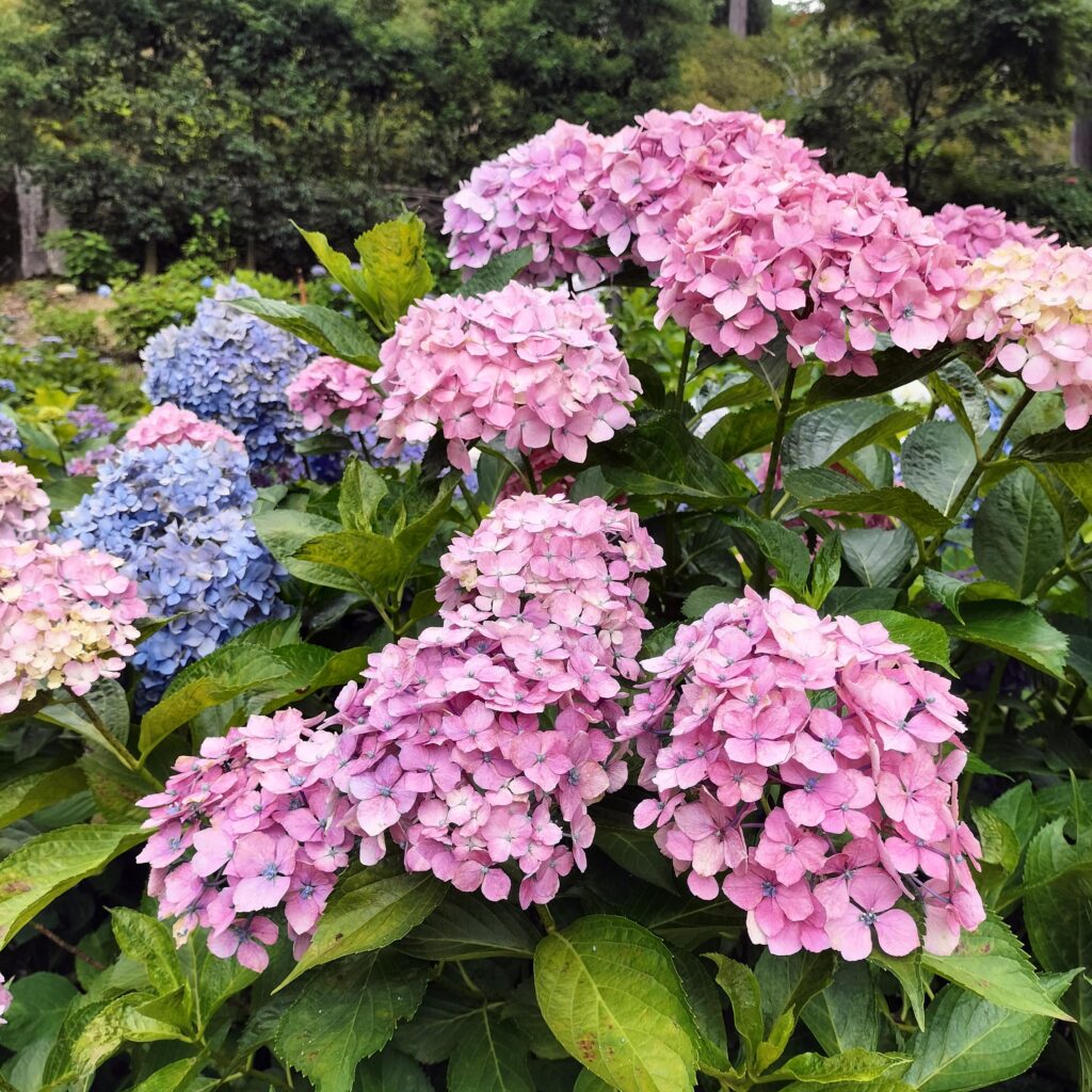 見頃は6月！京都屈指の美しい紫陽花を楽しめる三室戸寺@宇治