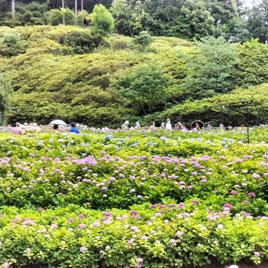 見頃は6月！京都屈指の美しい紫陽花を楽しめる三室戸寺@宇治