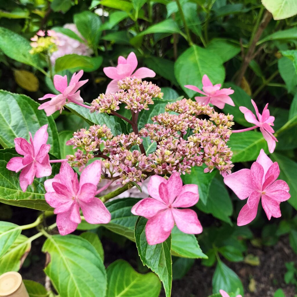 見頃は6月！京都屈指の美しい紫陽花を楽しめる三室戸寺@宇治