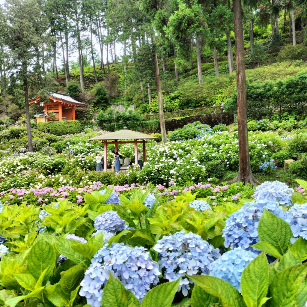 見頃は6月！京都屈指の美しい紫陽花を楽しめる三室戸寺@宇治