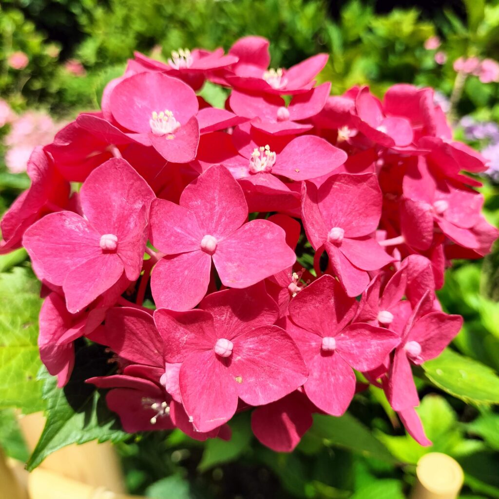 見頃は6月！京都屈指の美しい紫陽花を楽しめる三室戸寺@宇治