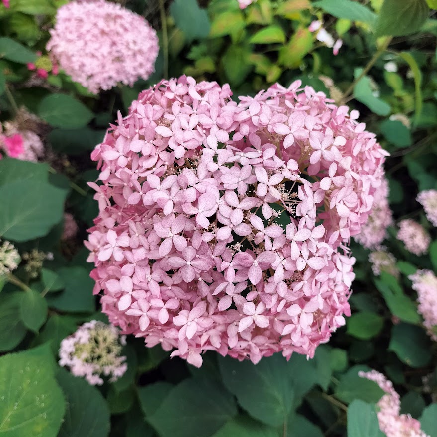 見頃は6月！京都屈指の美しい紫陽花を楽しめる三室戸寺@宇治