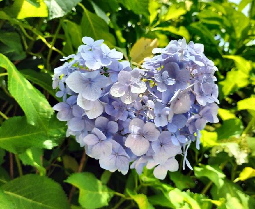 見頃は6月！京都屈指の美しい紫陽花を楽しめる三室戸寺@宇治