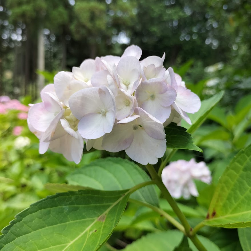 見頃は6月！京都屈指の美しい紫陽花を楽しめる三室戸寺@宇治