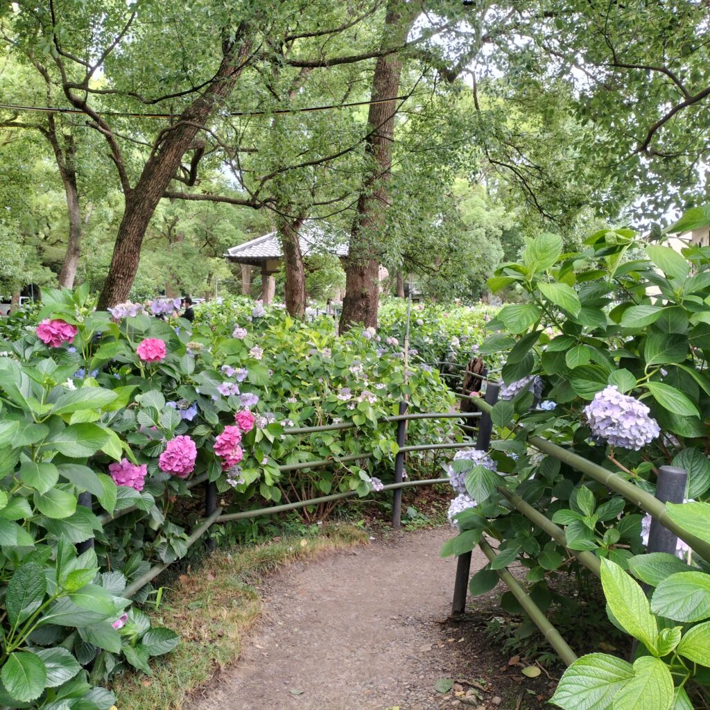 勝負と馬の神様！6月の藤森神社はあじさい苑が美しい