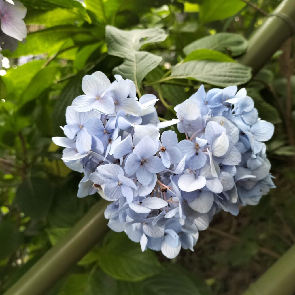 勝負と馬の神様！6月の藤森神社はあじさい苑が美しい