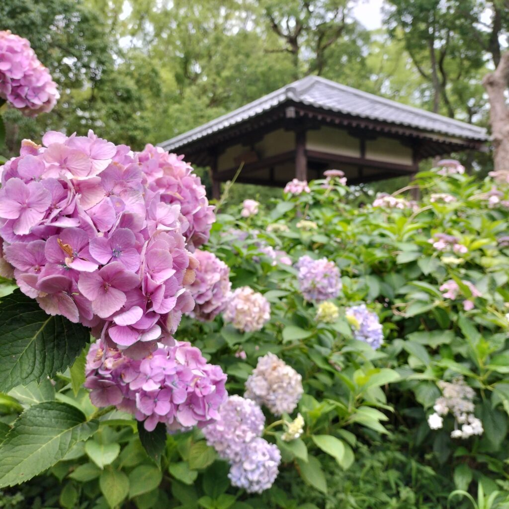 勝負と馬の神様！6月の藤森神社はあじさい苑が美しい