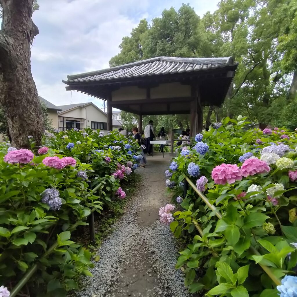 勝負と馬の神様！6月の藤森神社はあじさい苑が美しい