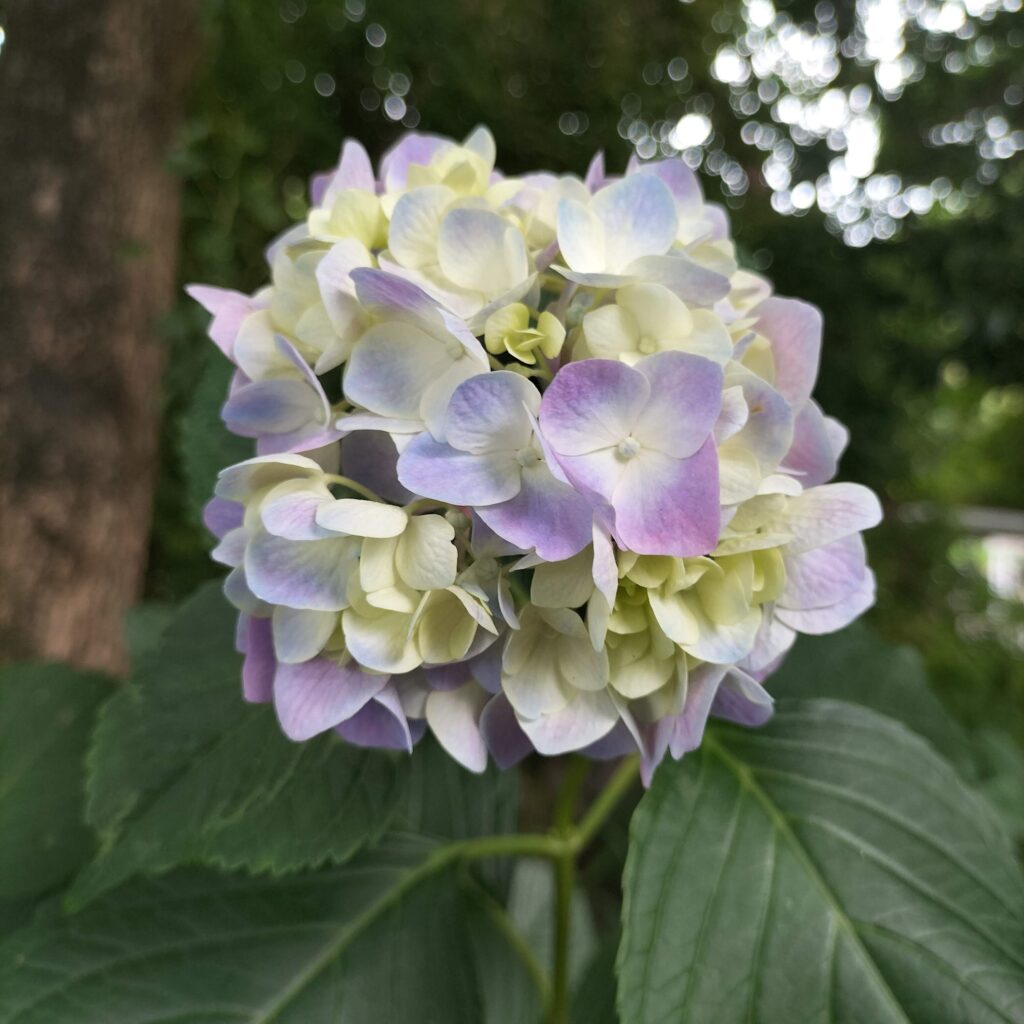 勝負と馬の神様！6月の藤森神社はあじさい苑が美しい