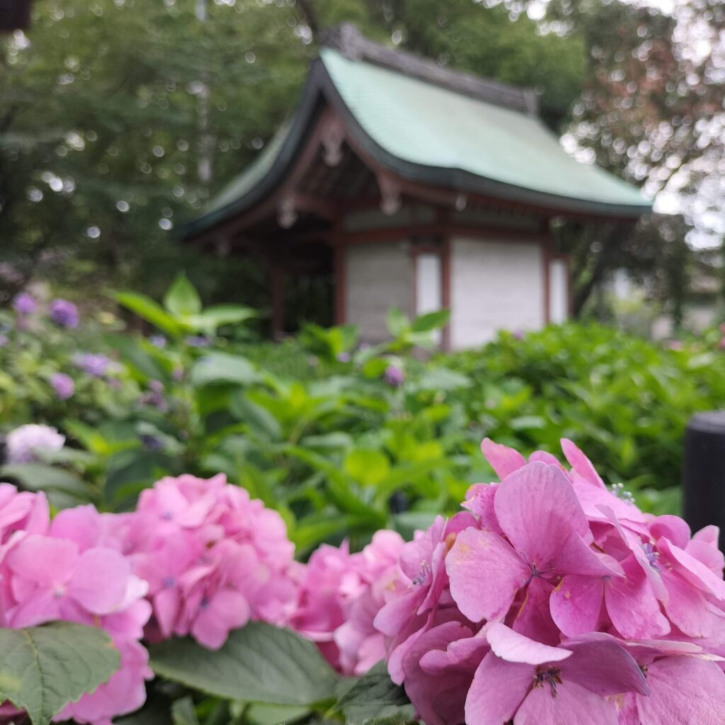 勝負と馬の神様！6月の藤森神社はあじさい苑が美しい