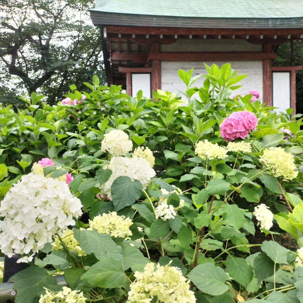 勝負と馬の神様！6月の藤森神社はあじさい苑が美しい