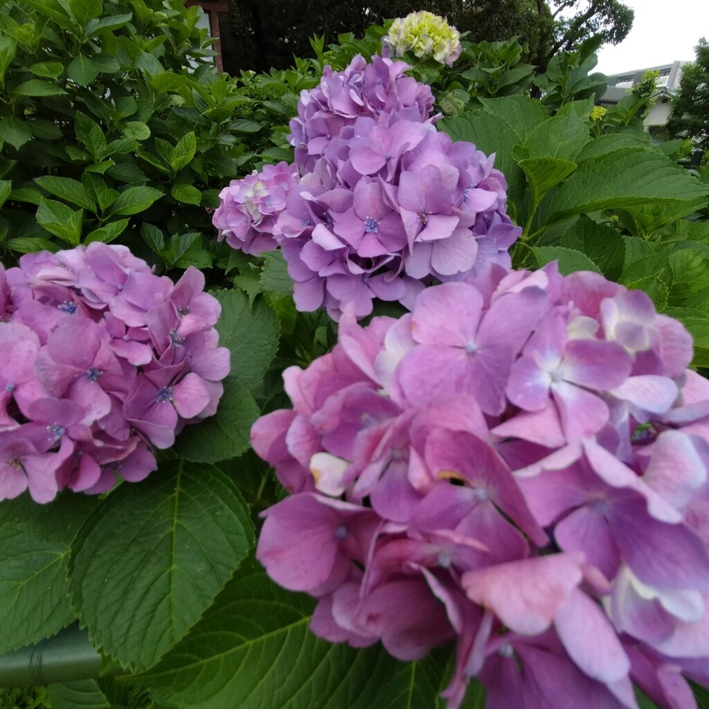 勝負と馬の神様！6月の藤森神社はあじさい苑が美しい