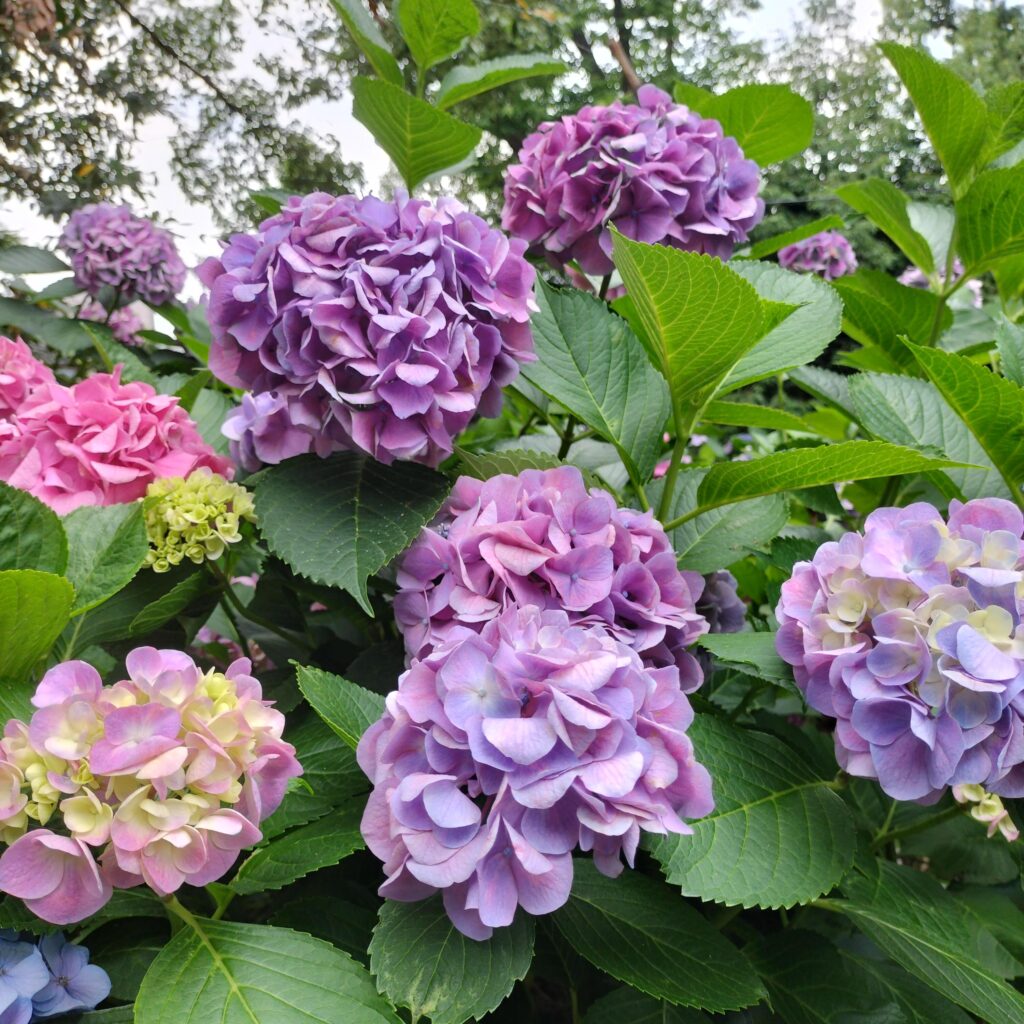 勝負と馬の神様！6月の藤森神社はあじさい苑が美しい