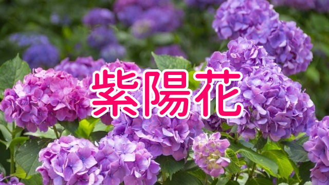 紫陽花