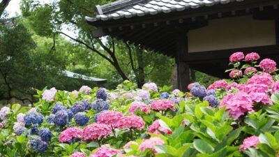 6月の紫陽花宛が美しい！藤森神社は勝負と馬の神様