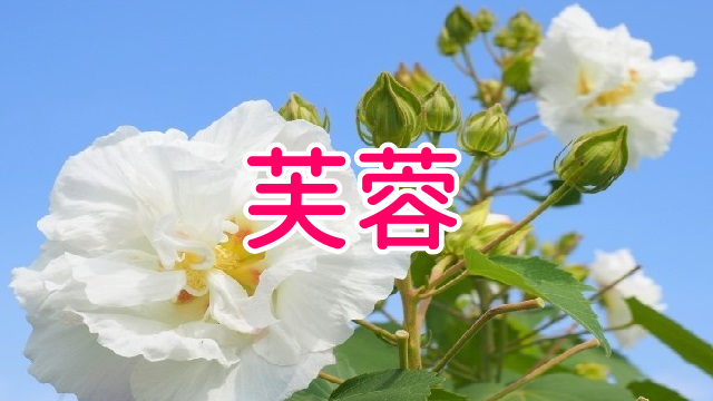 芙蓉