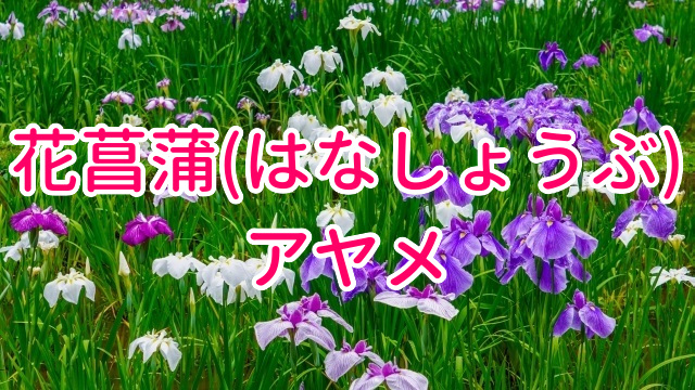 花菖蒲アヤメ