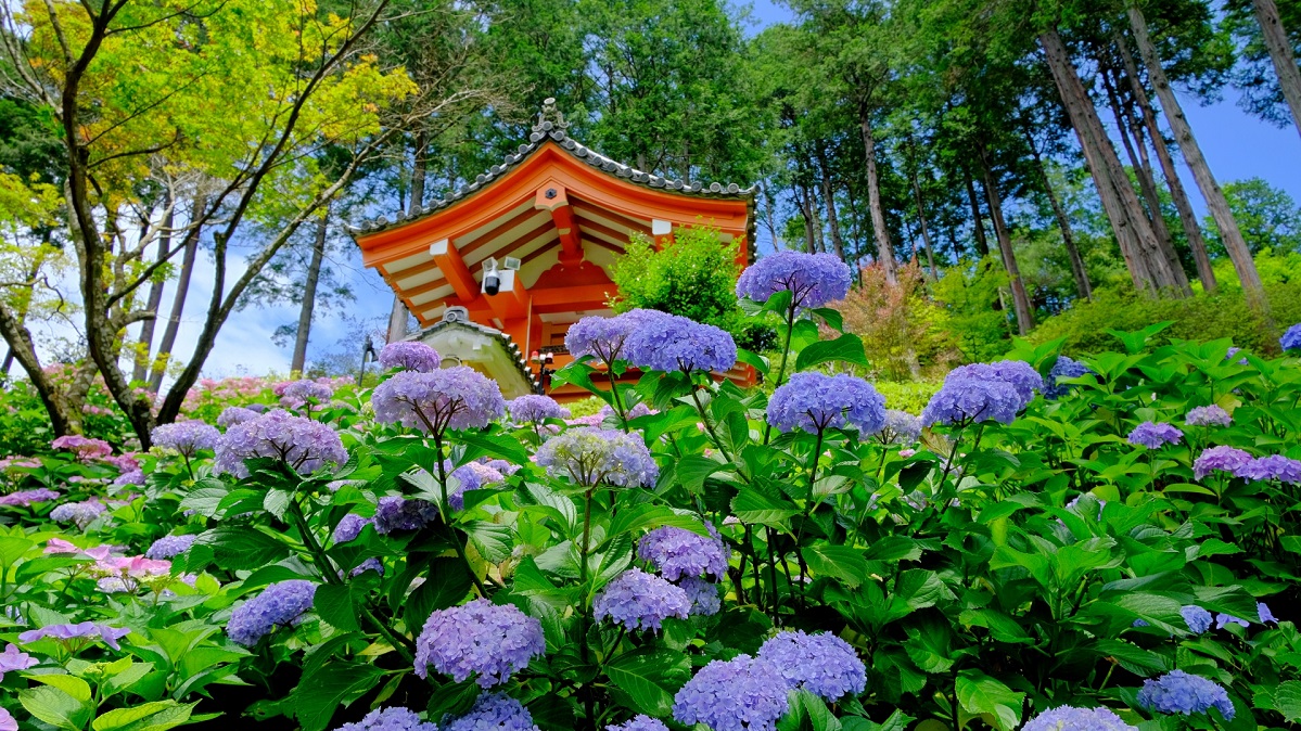 三室戸寺(みむろとじ)