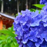 見頃は6月！京都屈指の美しい紫陽花を楽しめる三室戸寺@宇治