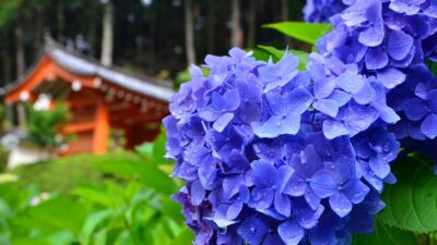 見頃は6月！京都屈指の美しい紫陽花を楽しめる三室戸寺@宇治