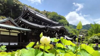 三室戸寺を彩る蓮園が美しい！250鉢の蓮を楽しめる花の寺