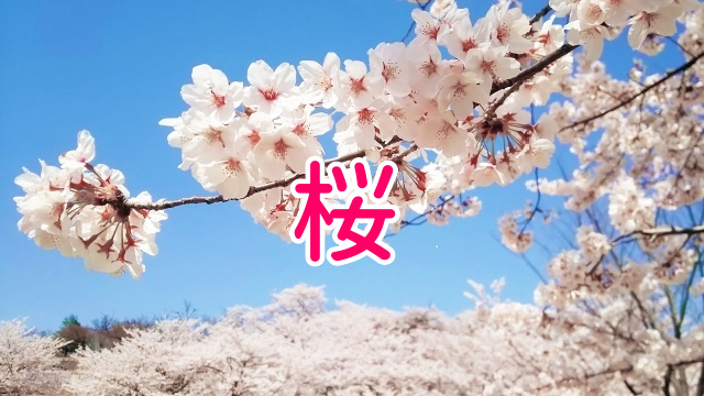 桜1