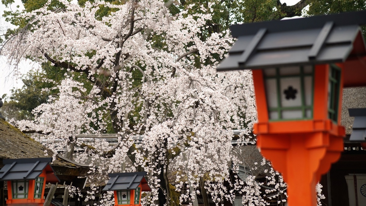 平野神社(ひらのじんじゃ)