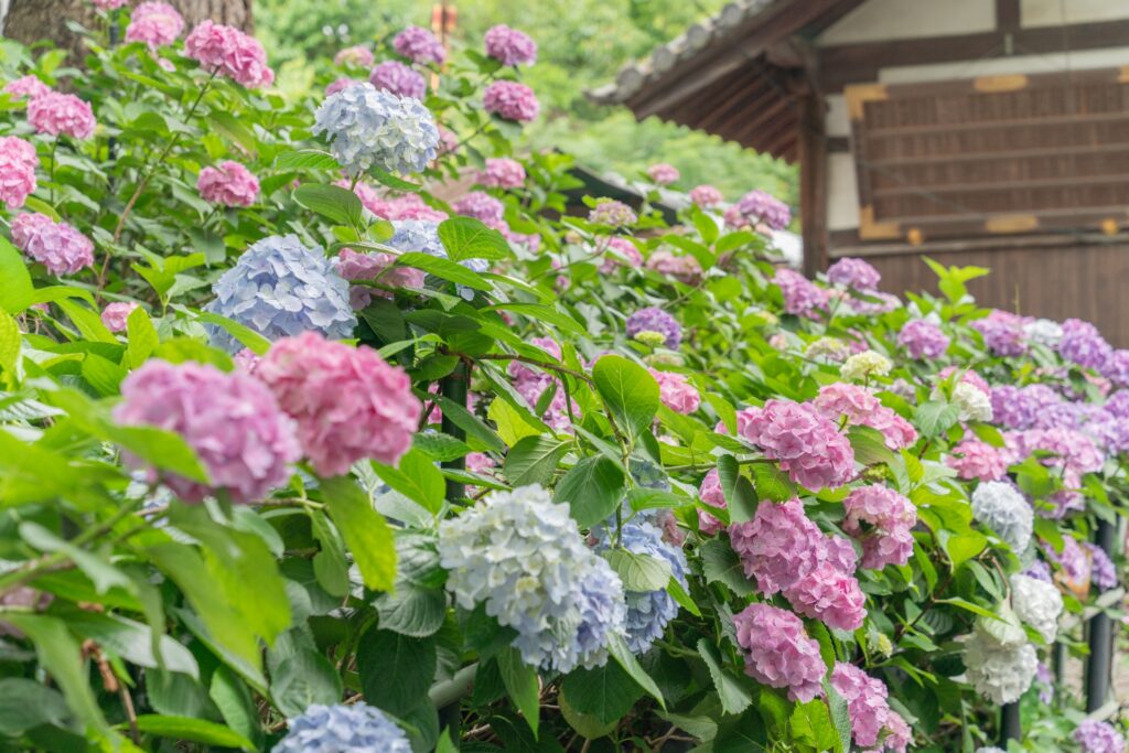 藤森神社　紫陽花宛