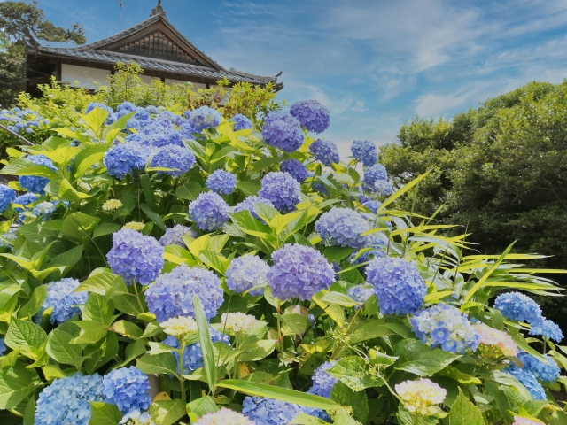 柳谷観音楊谷寺の概要