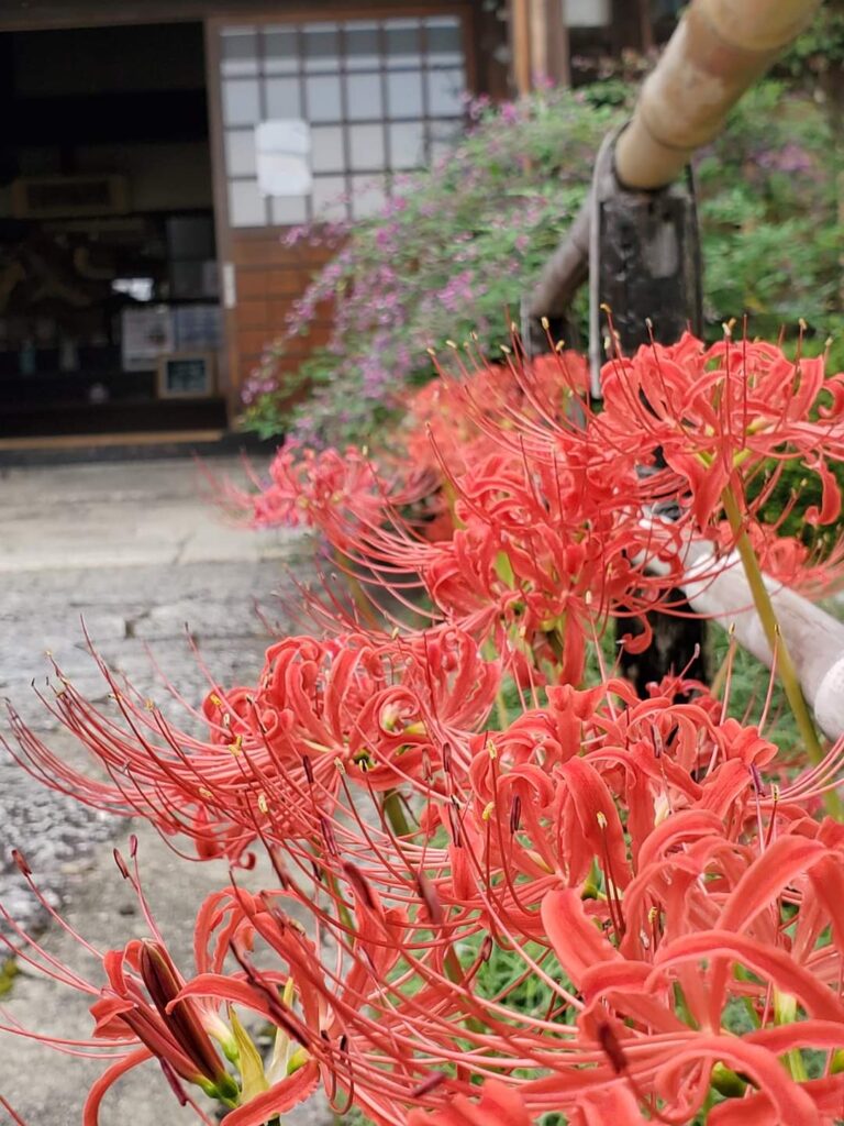 「萩振る舞い」は必見！勝念寺(かましきさん)は萩が美しい穴場