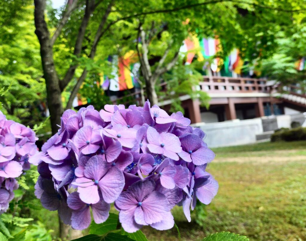 紫陽花の名所！智積院はあじさい園が無料で楽しめる穴場