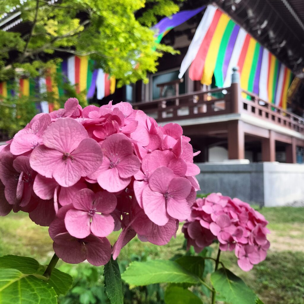 紫陽花の名所！智積院はあじさい園が無料で楽しめる穴場