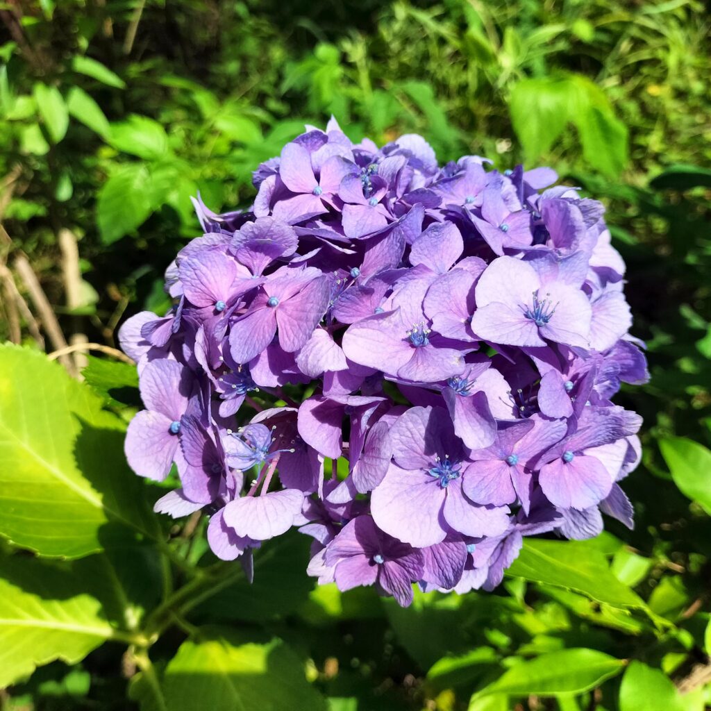 紫陽花の名所！智積院はあじさい園が無料で楽しめる穴場