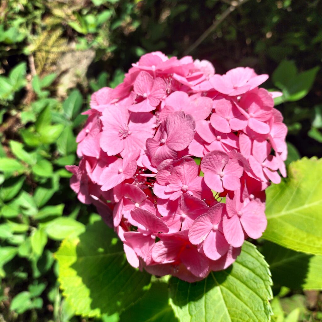 紫陽花の名所！智積院はあじさい園が無料で楽しめる穴場