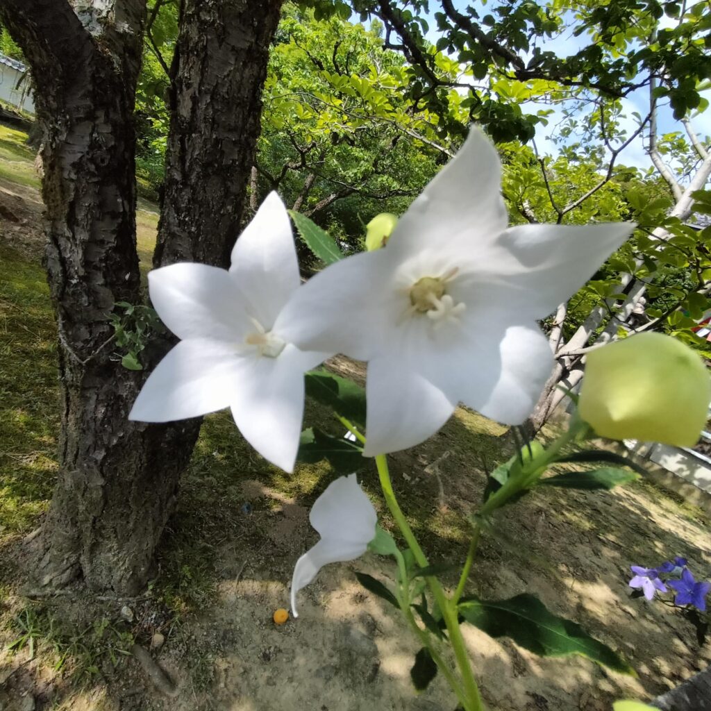 紫陽花の名所！智積院はあじさい園が無料で楽しめる穴場